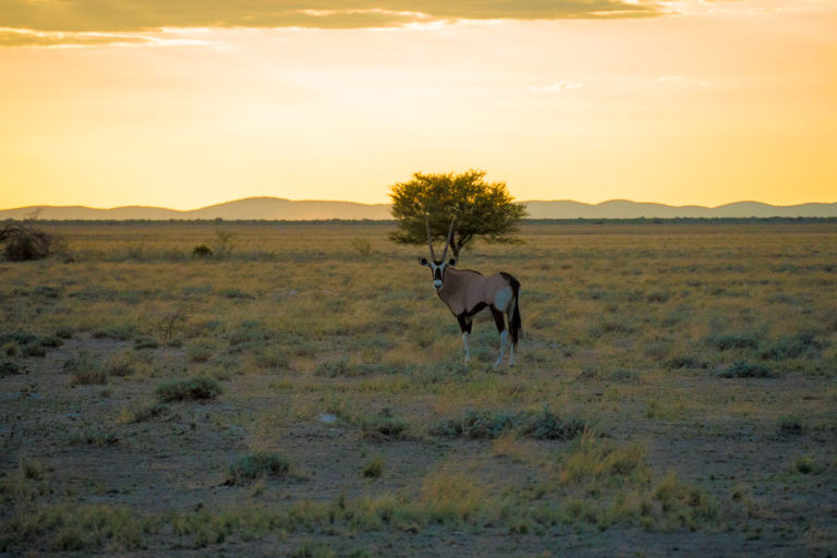 Wildlife at Uukwaluudhi