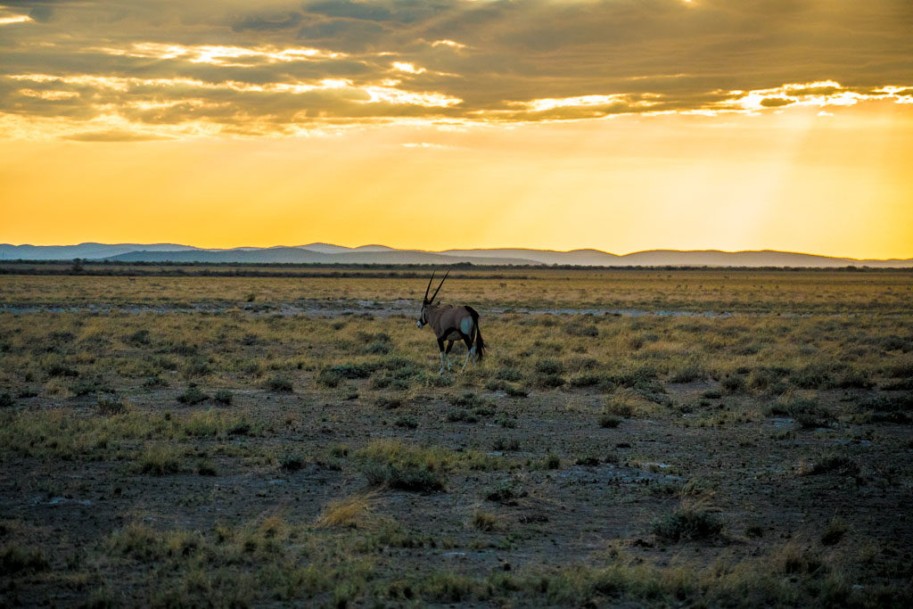 An Oryx at sunset, Uukwaluudhi