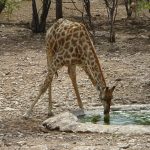 Giraffe at Uukwa's waterhole