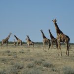 Giraffes, Uukwkaluudhi