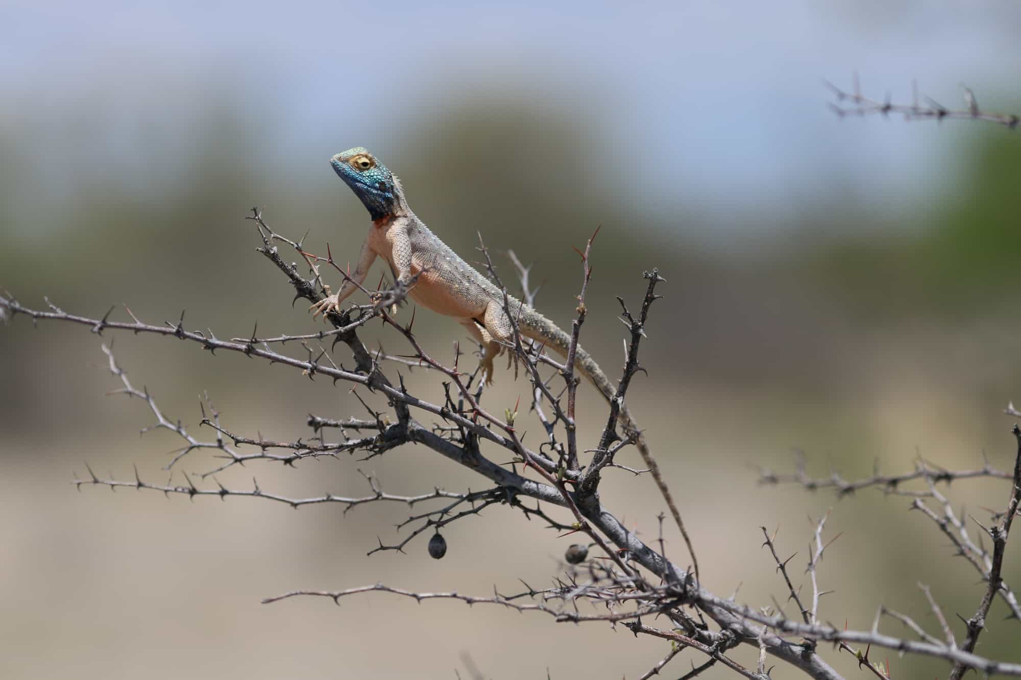 Lizard, Uukwaluudhi