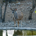 Uukwa Kudu Bull