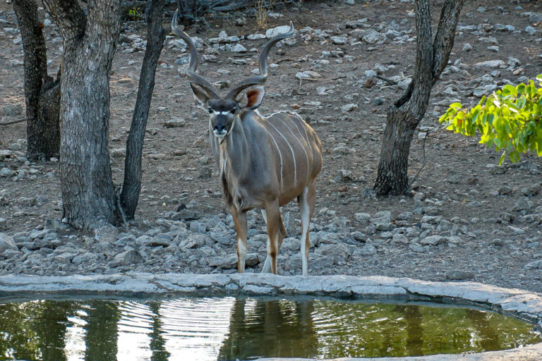 The waterhole at Uukwaluudhi Safari Lodge
