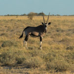 Uukwa Oryx