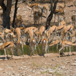 Uukwa Springbok