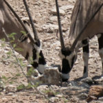 Uukwa Oryx