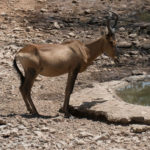 Uukwa Red Hartebeest