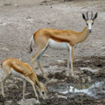 Uukwa's Springbok