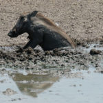 Uukwa Warthog