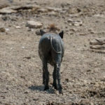 Uukwa Warthog