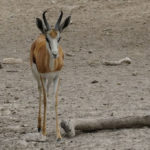 Uukwa Springbok