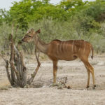 Uukwa Kudu