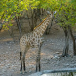 Uukwa's Giraffe at Waterhole