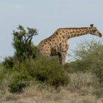 Uukwa Giraffes