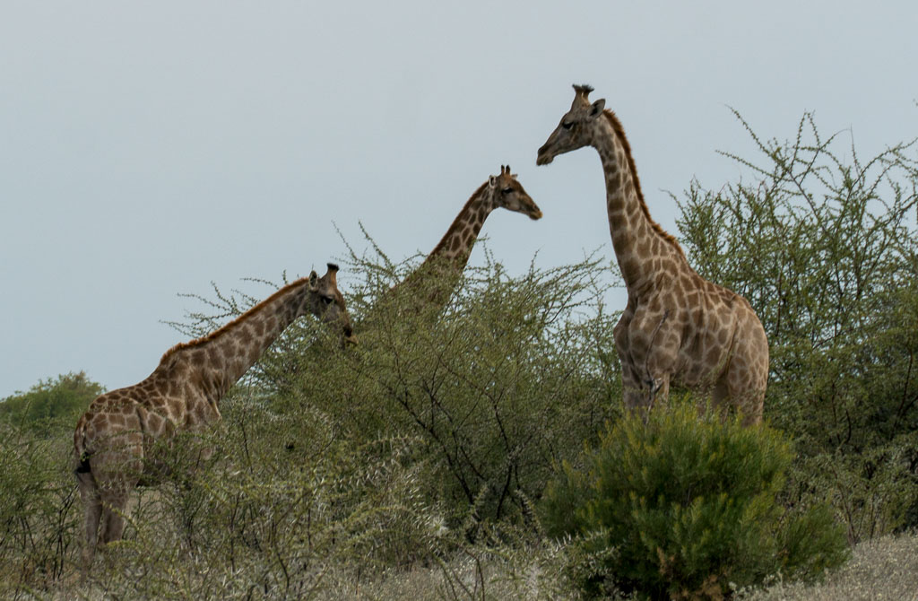 Uukwa Giraffes