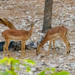 Uukwa Black-Faced Impala