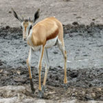 Uukwa Springbok