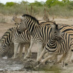 Uukwa's zebras