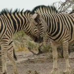 Uukwa Zebras