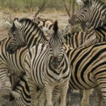 Uukwa Zebras